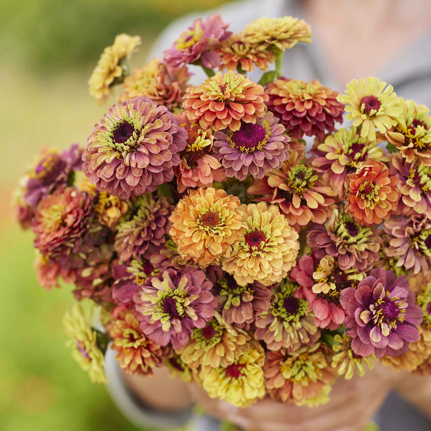 zinnia queeny lime mix