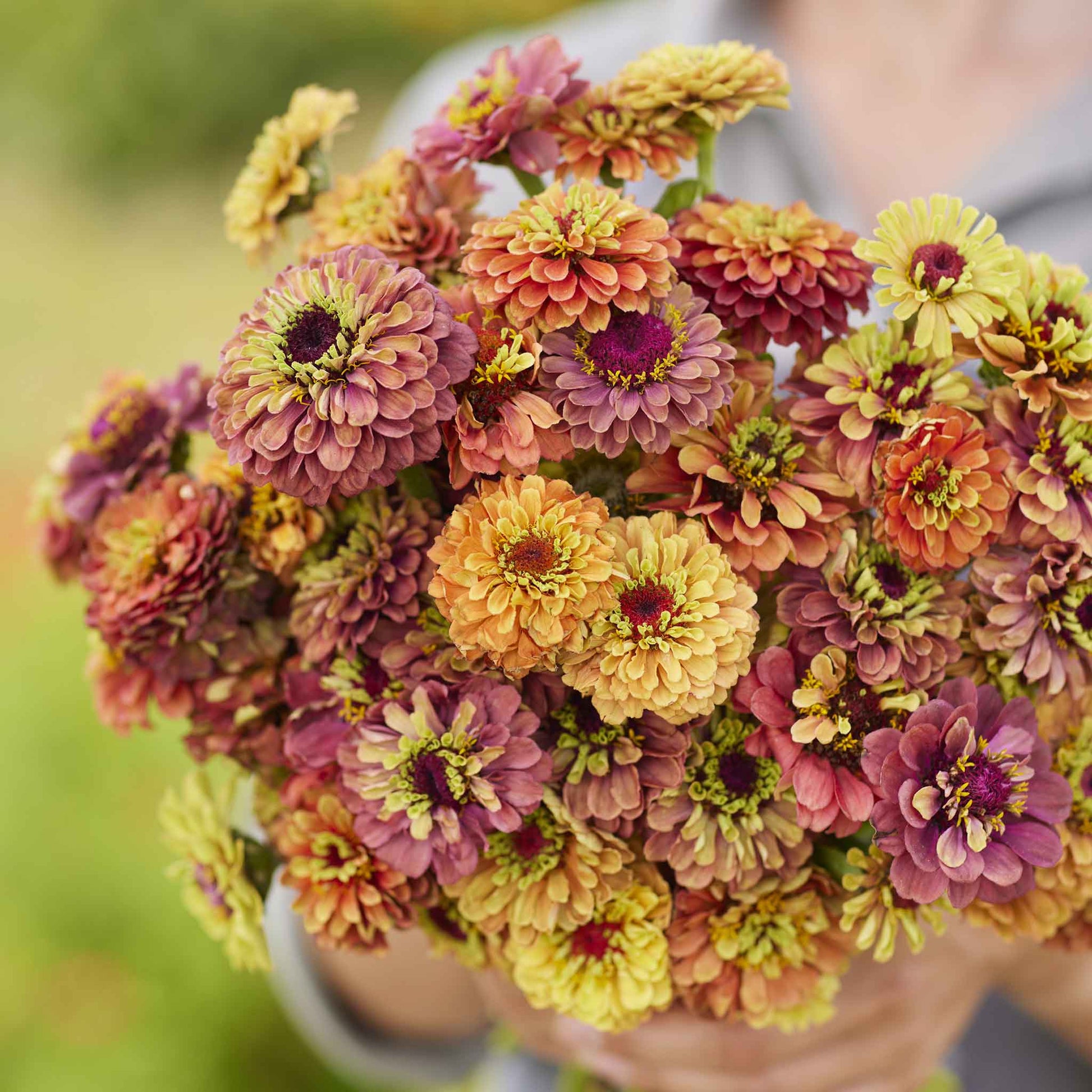 zinnia queeny lime mix