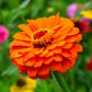 zinnia queeny pure orange