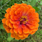 zinnia queeny pure orange