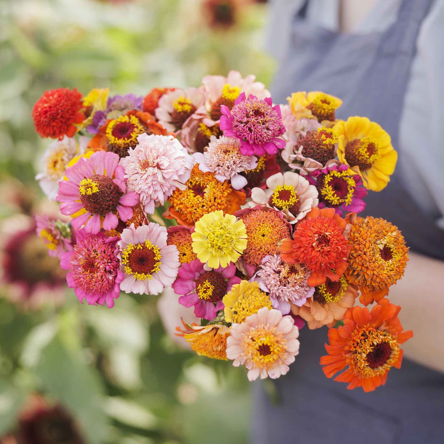 zinnia scabiosa flowered mix