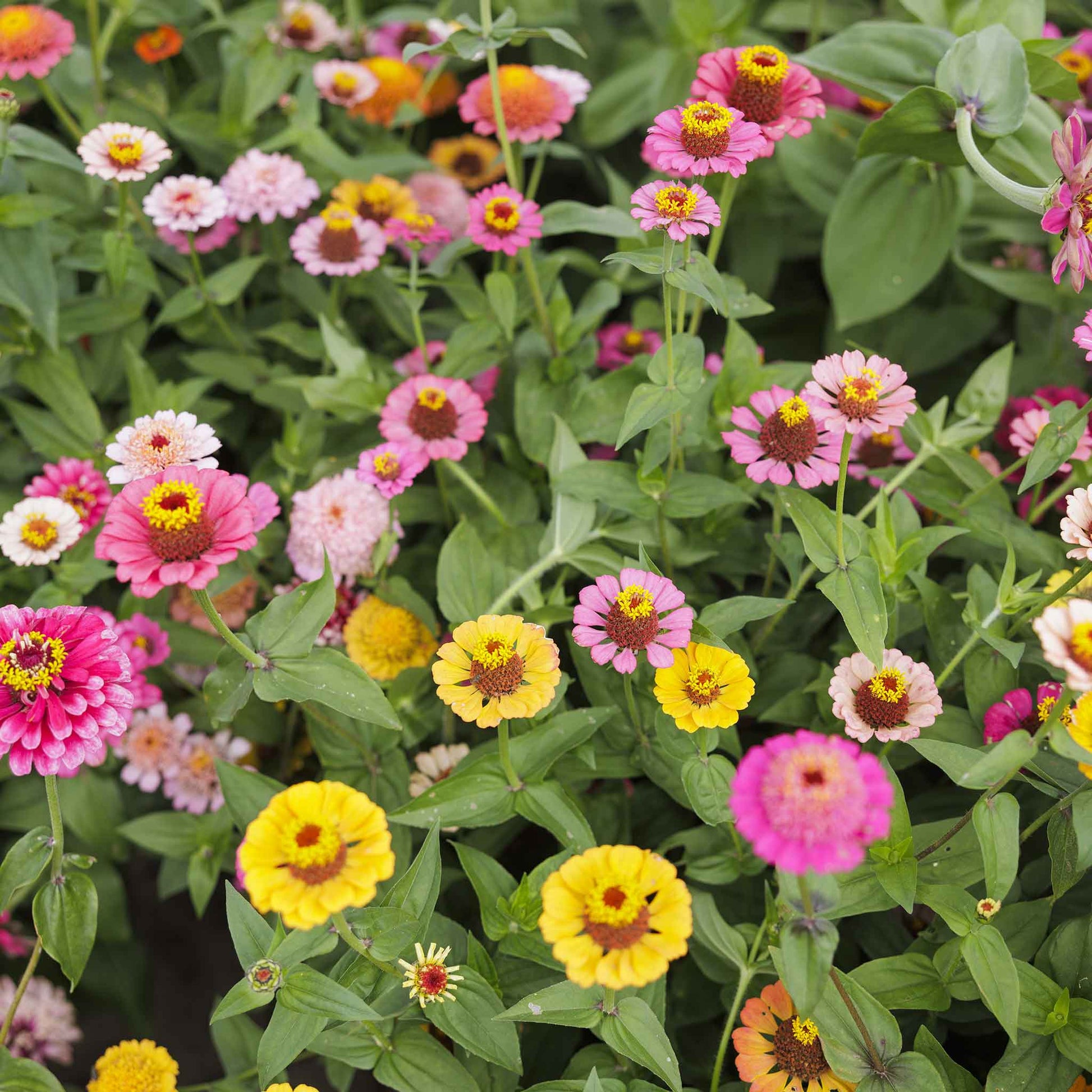 zinnia scabiosa flowered mix