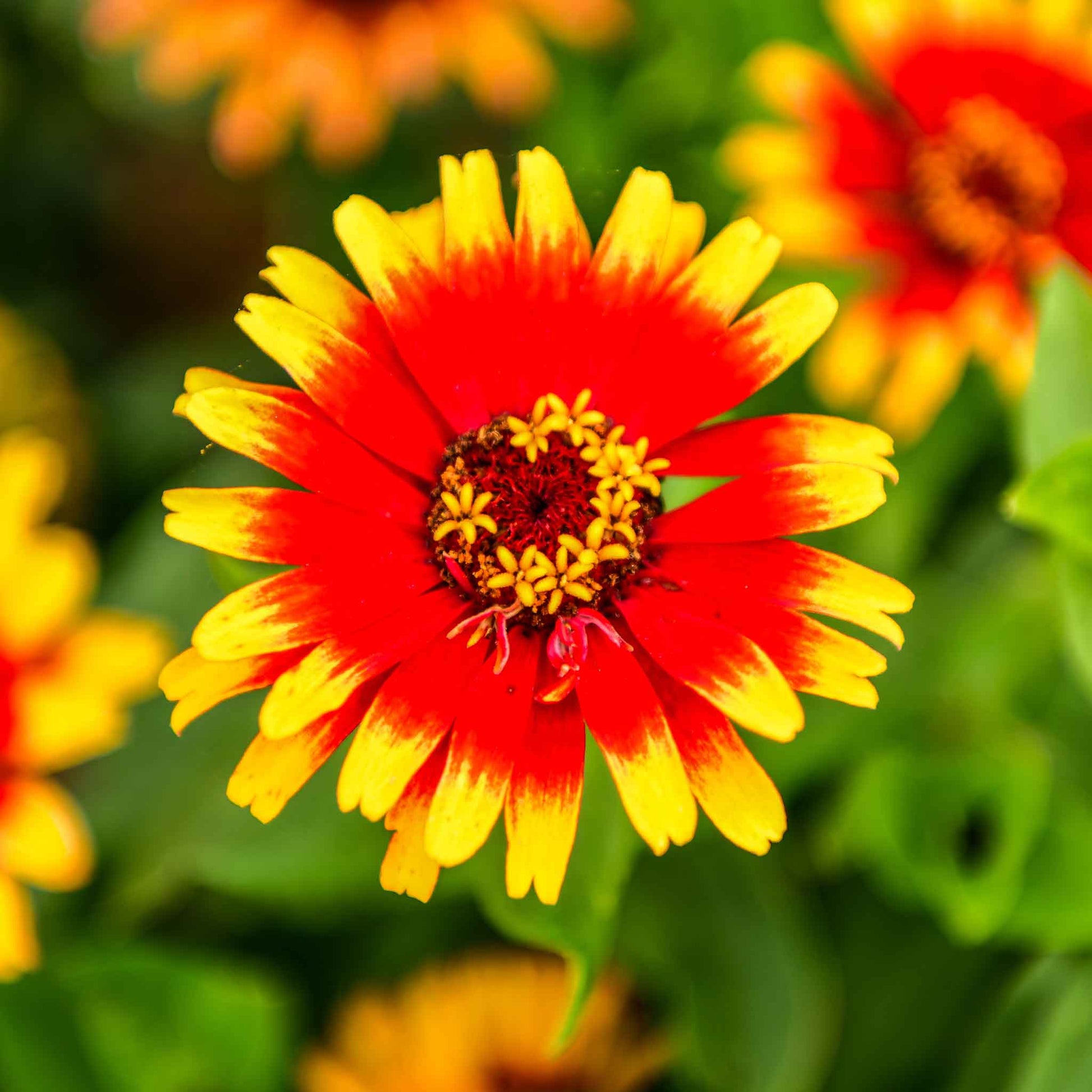 zinnia sombrero