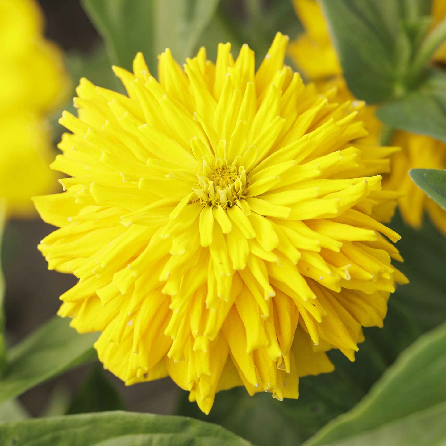 zinnia super cactus sungod