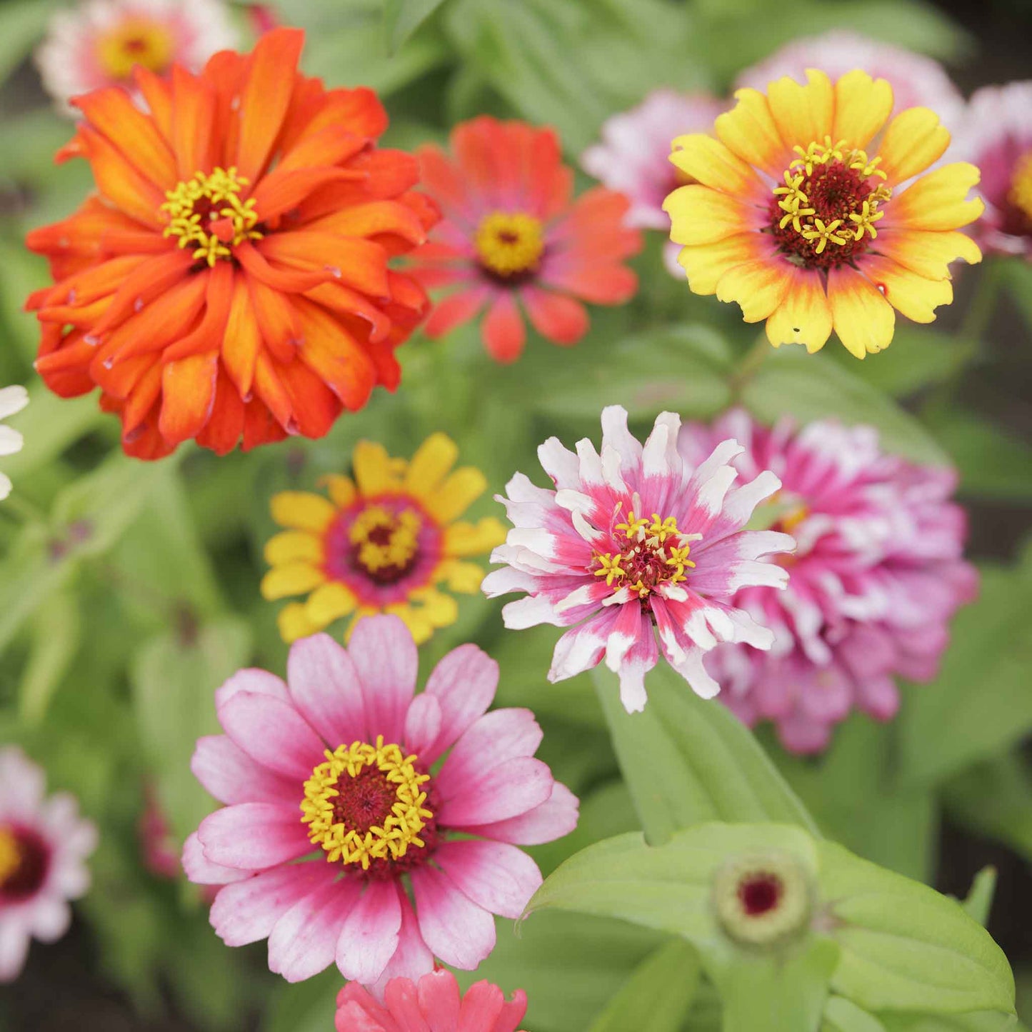 zinnia swirls mix