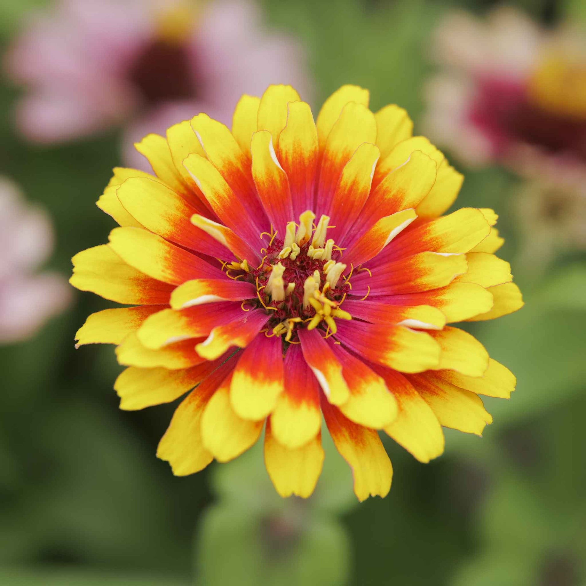 zinnia swirls mix