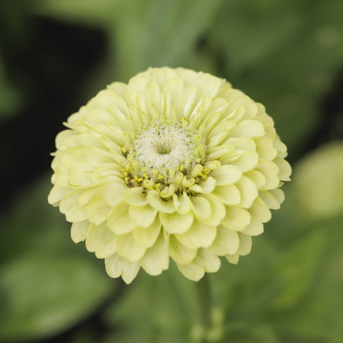 zinnia tequila lime