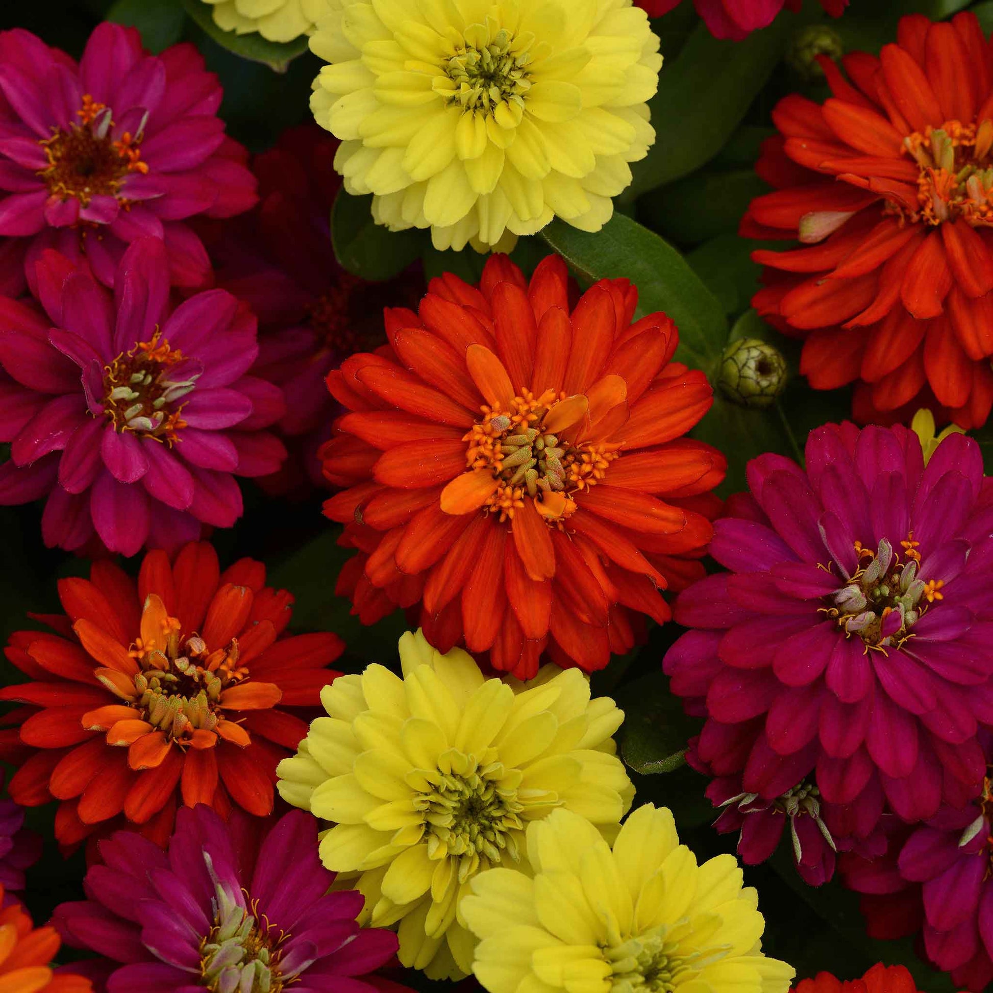 zinnia zahara double mix brilliant