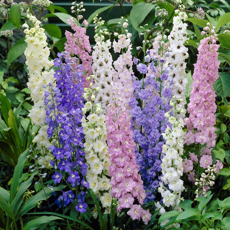 Bulk Larkspur Seeds - Standard Mix | Bulk Wildflowers