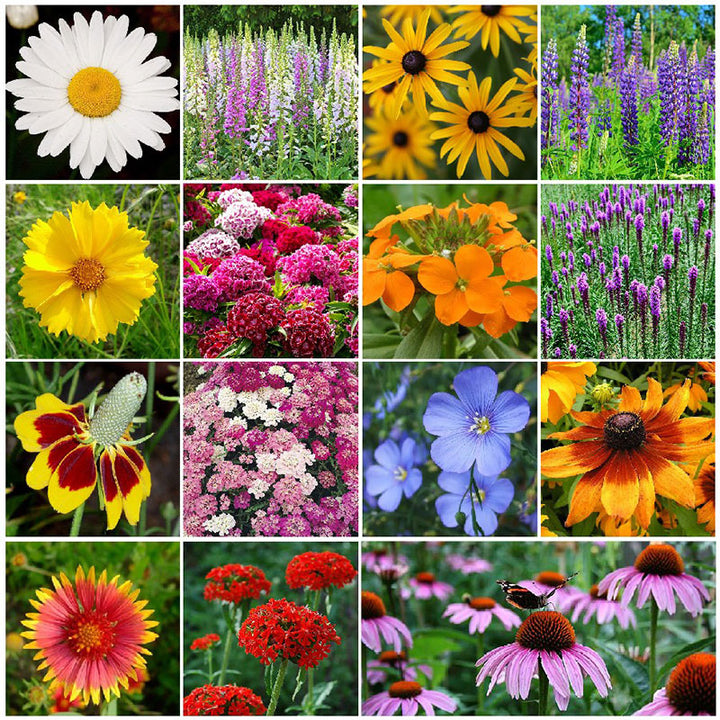 Bulk Wildflower Seeds | Buy Wildflower Seeds Wholesale Online – Bulk ...