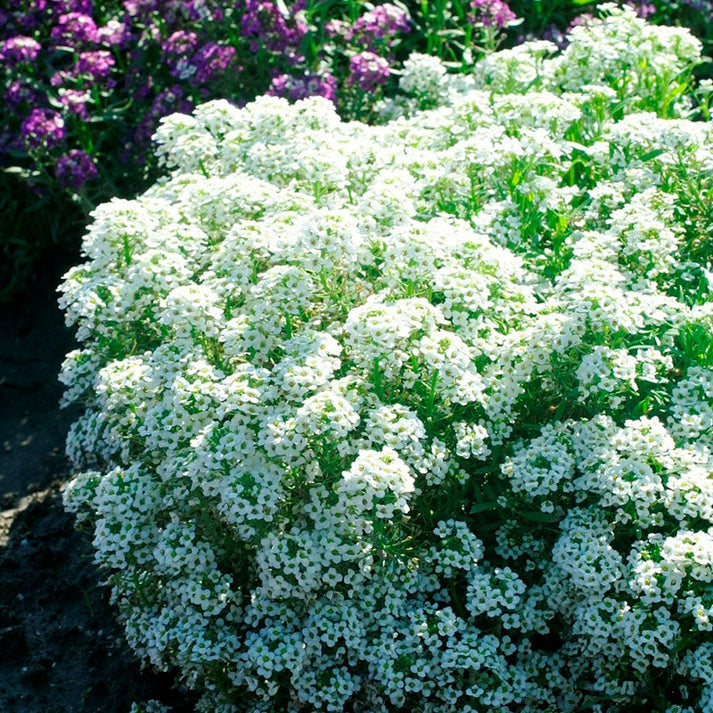 Bulk Alyssum Seeds - Tiny Tim | Bulk Wildflowers