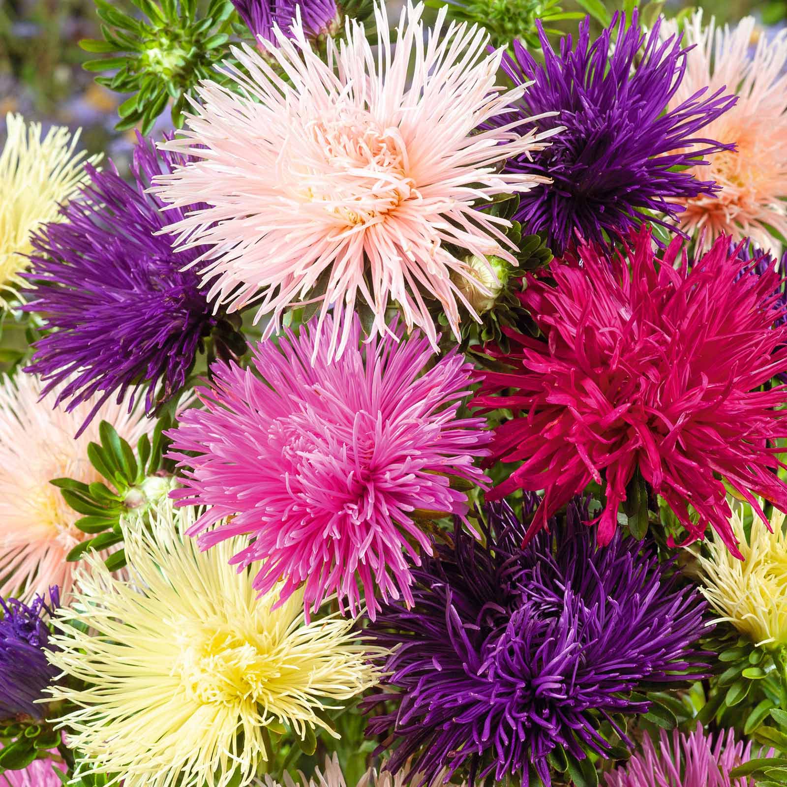 Aster seed online