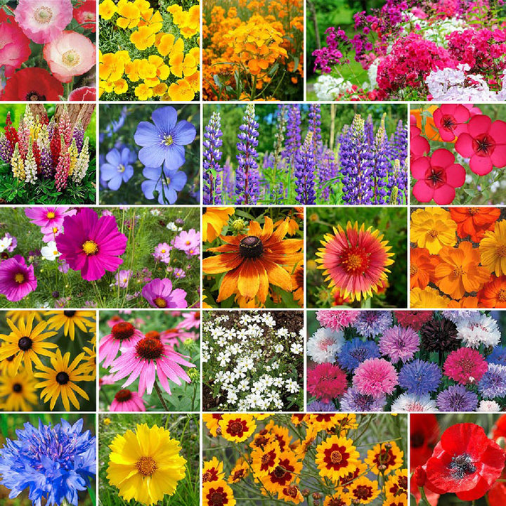 Regional & State Wildflower Seed Mixes – Bulk Wildflowers