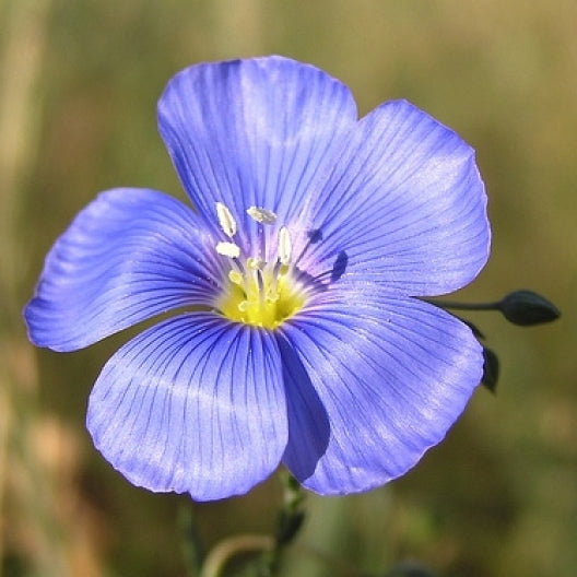 Bulk Annual Blue Flax Seeds | Bulk Wildflowers