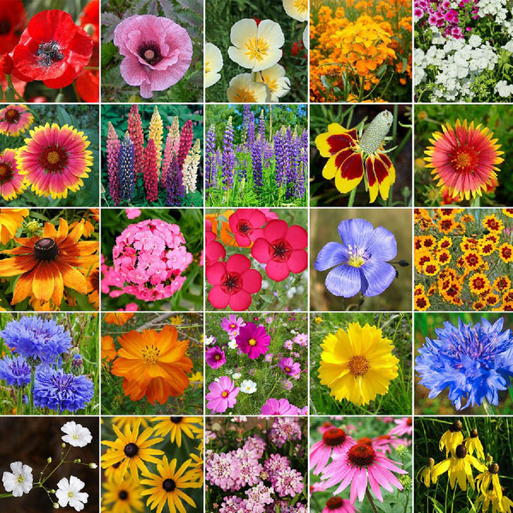 Wildflower Mixes | Buy in Bulk – Bulk Wildflowers