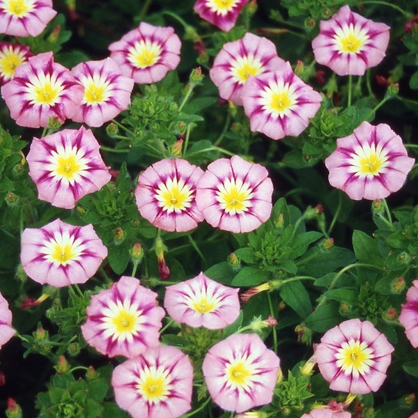 rose ensign dwarf morning glory 