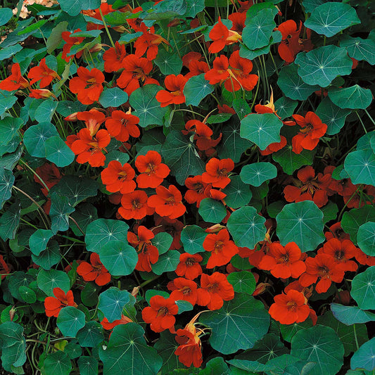 nasturtium empress of india