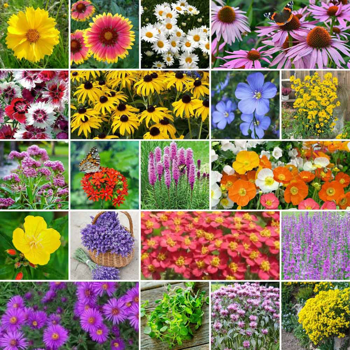 All Perennial - Pollinator Wildflower Mix | Wildflower Seeds | Eden ...