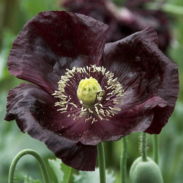 Bulk Poppy Peony Seeds - Antique Shades Packet