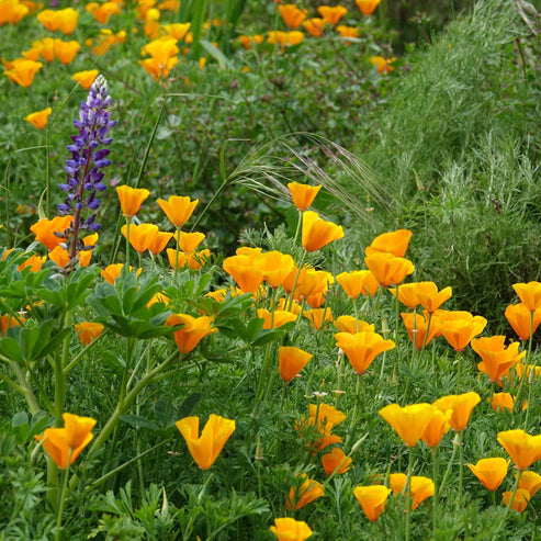 Bulk California Poppy Seeds - Orange | Bulk Wildflowers