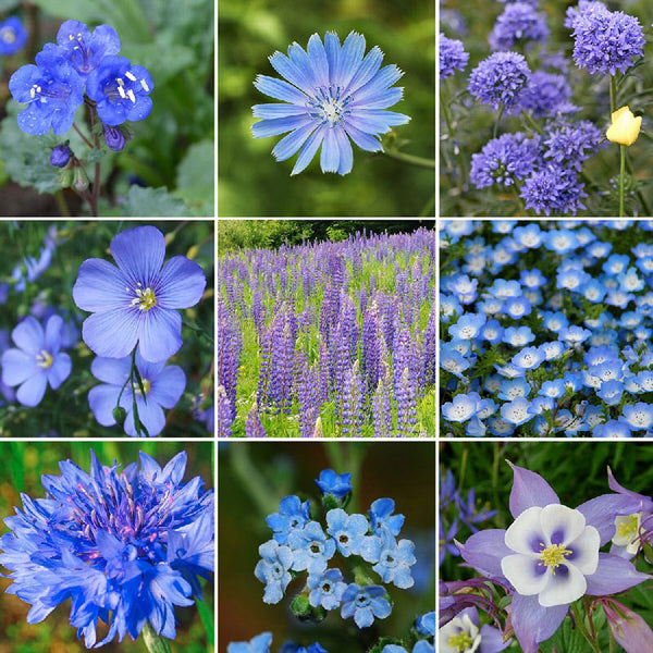 Cool Color Flower Seed Collection - Blue and Purple Blooms – Sow