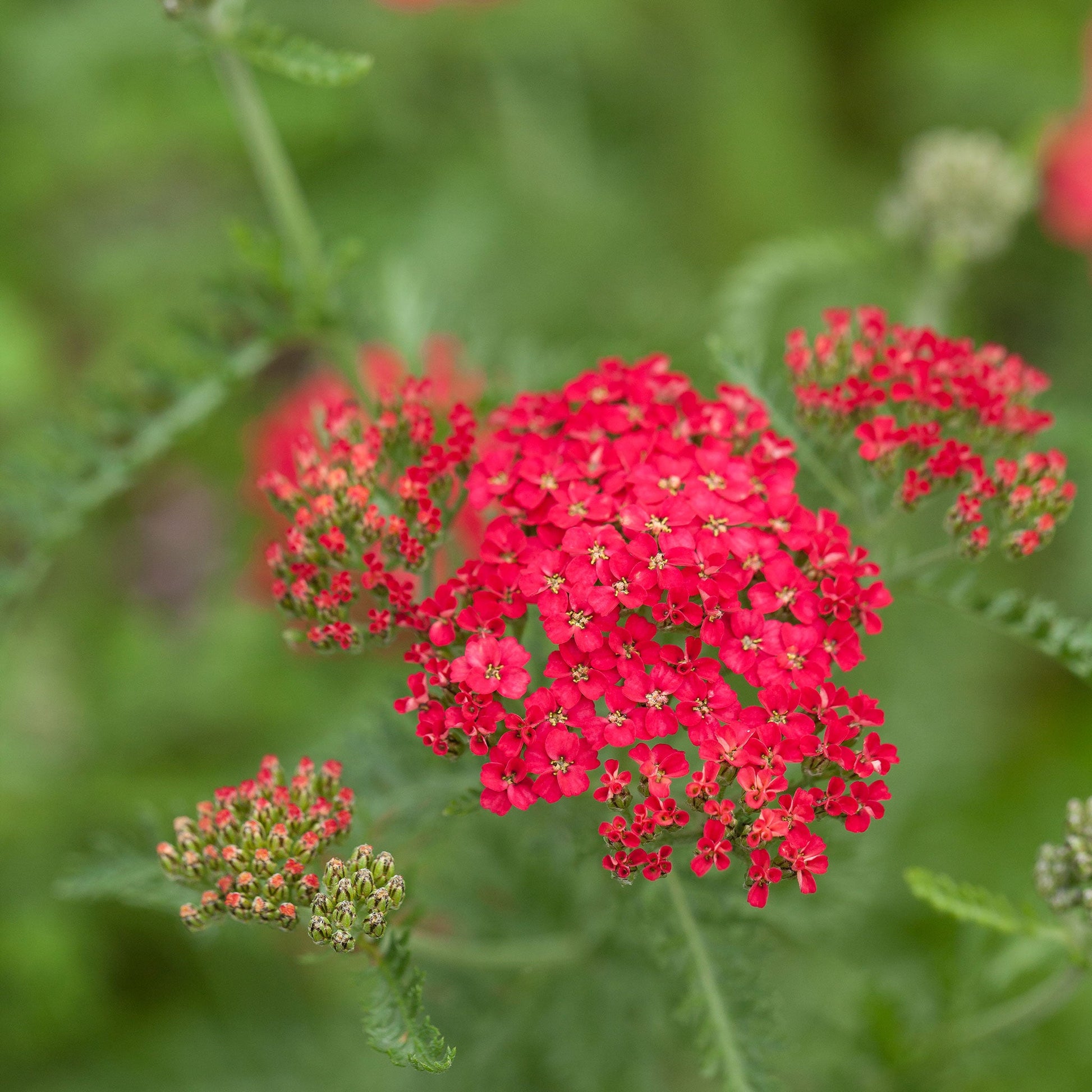 Bulk Red Yarrow Seeds | Bulk Wildflowers