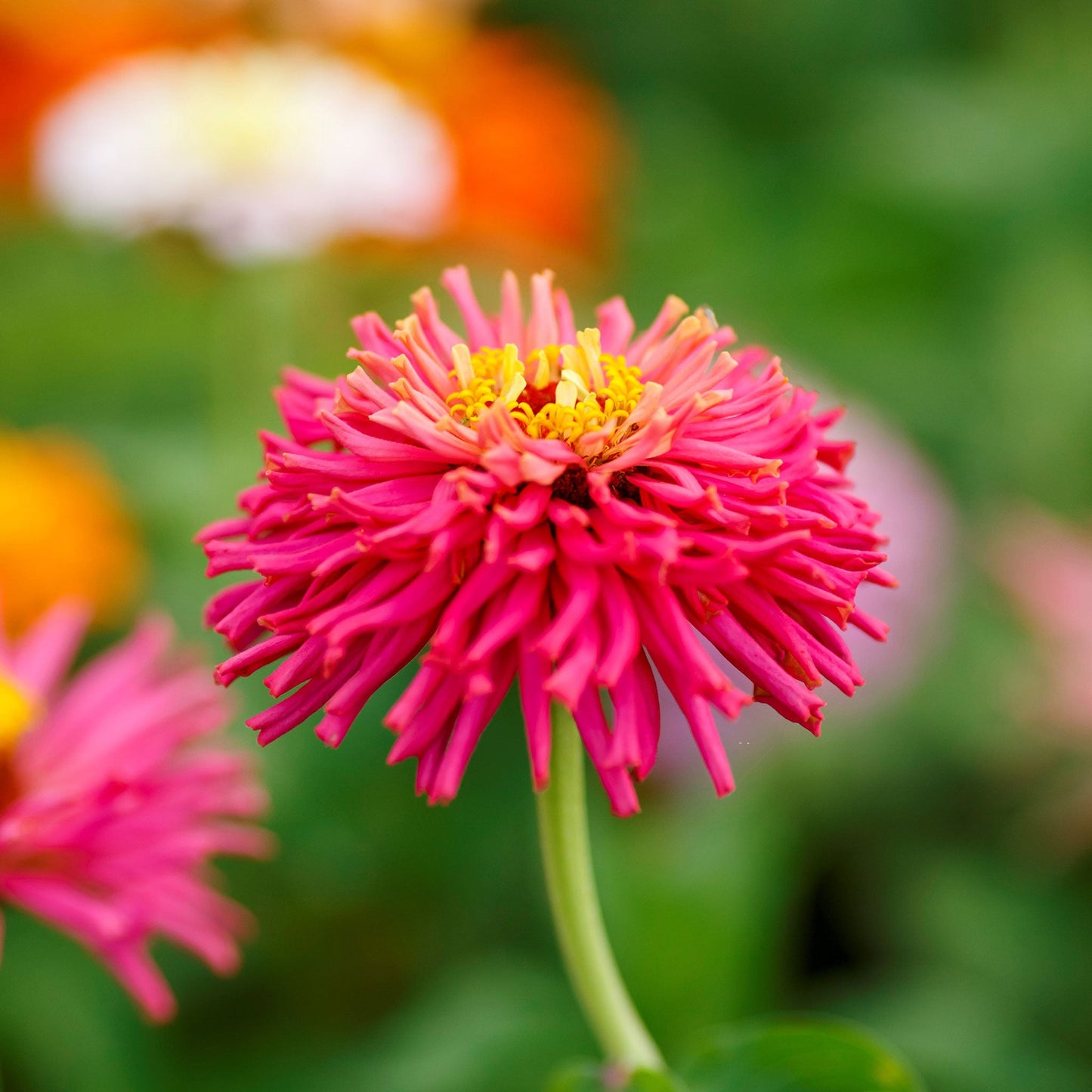 zinnia cactus flowered