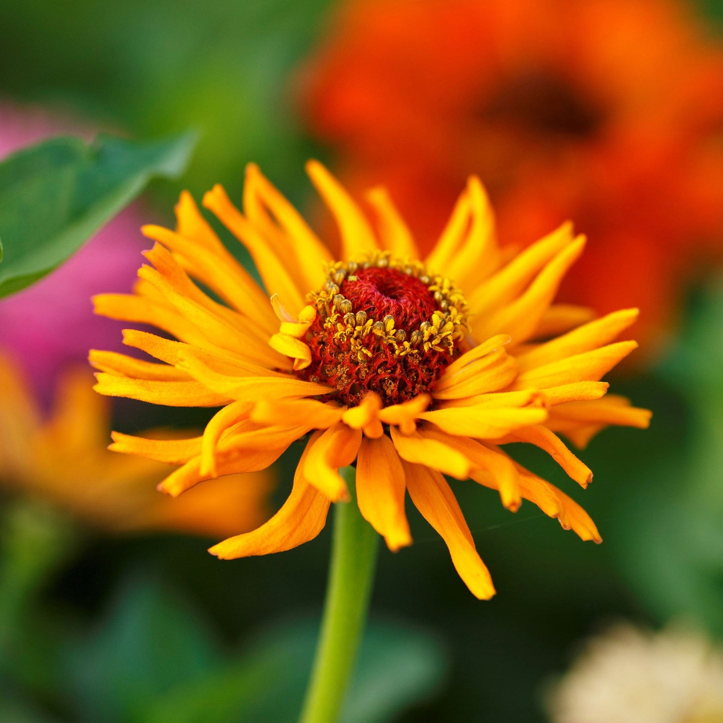 zinnia cactus flowered