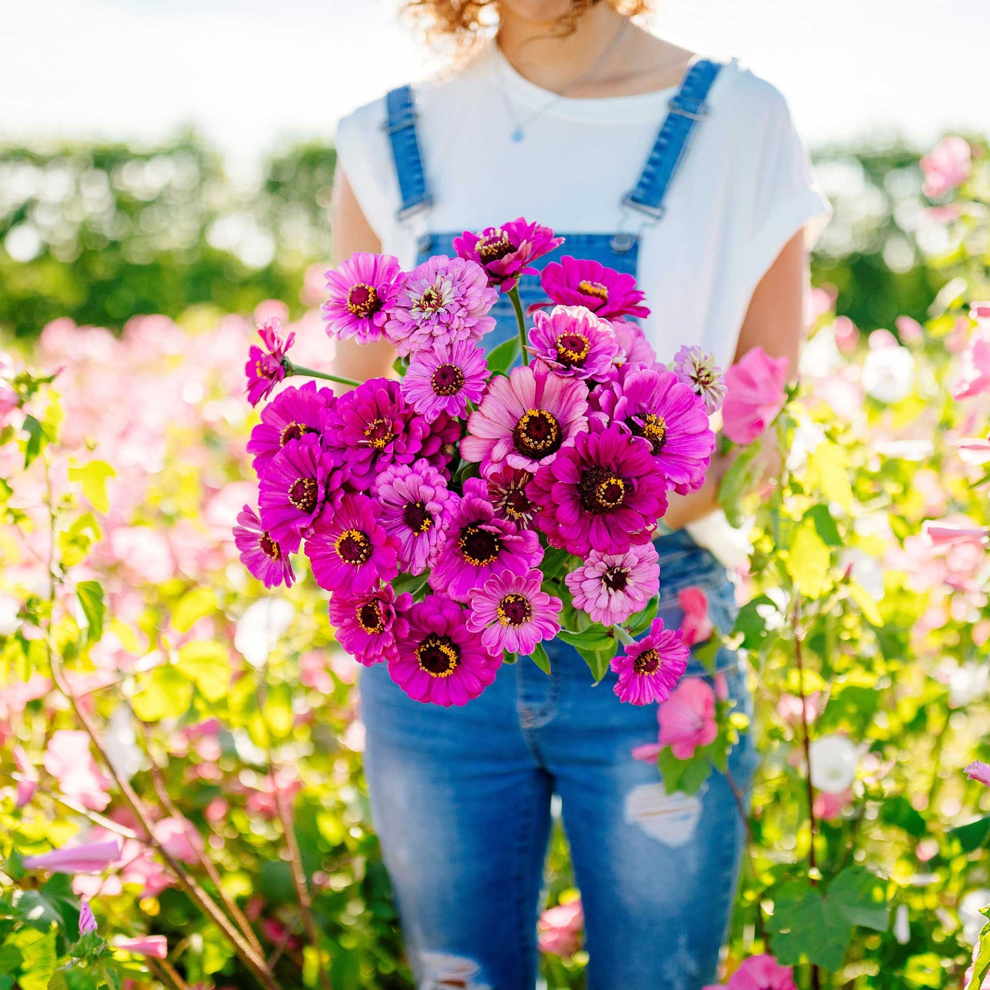 zinnia dream