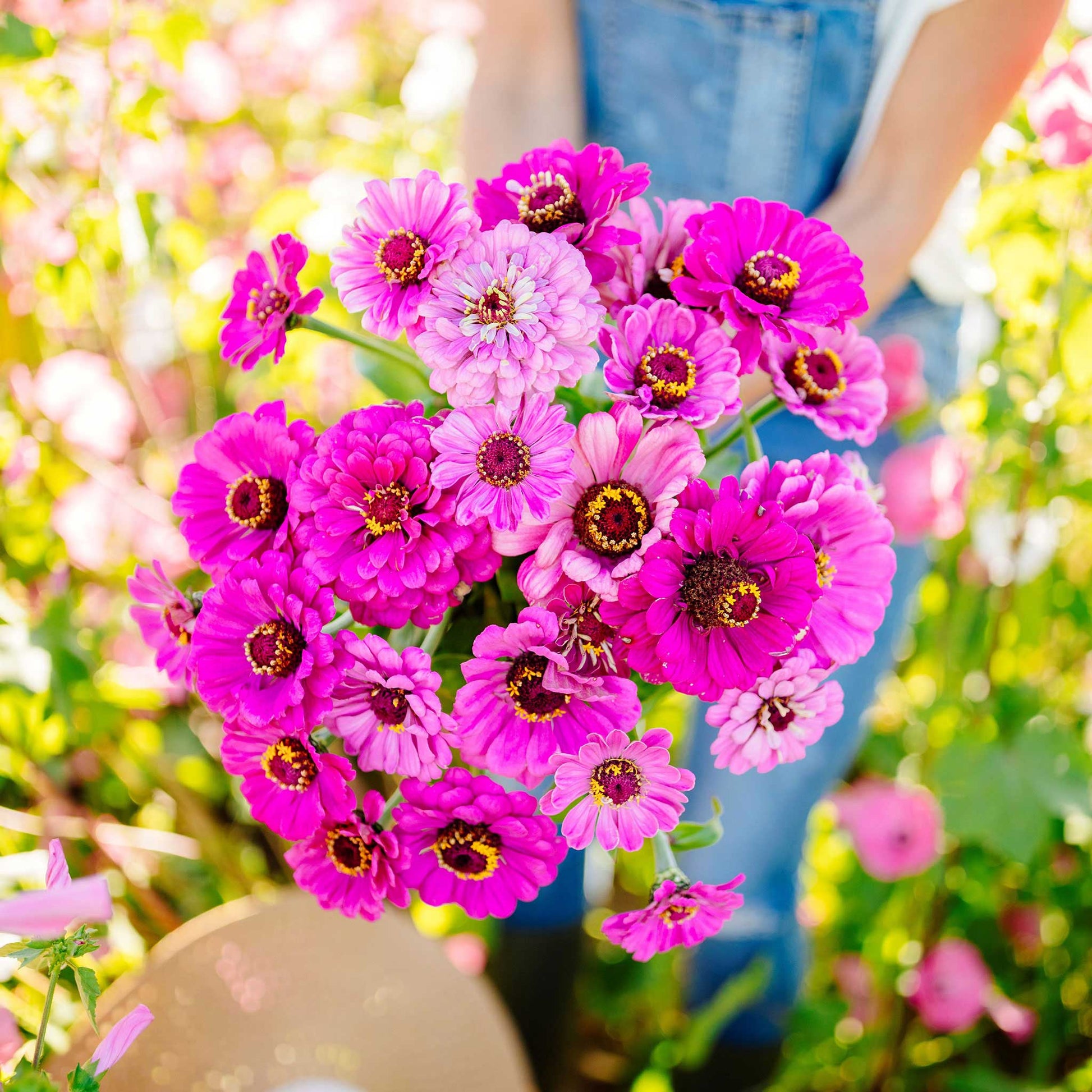 zinnia dream