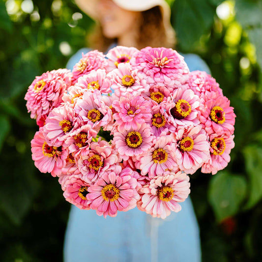 illumination zinnia 