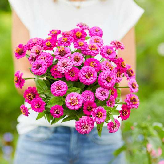 purple lilliput zinnia 