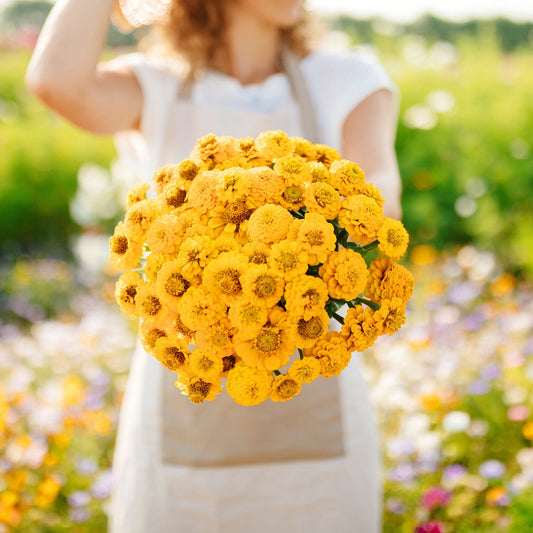 yellow lilliput zinnia 