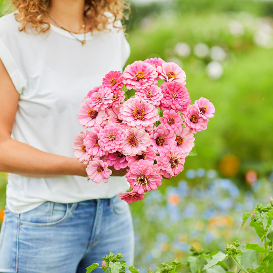 luminosa zinnia 