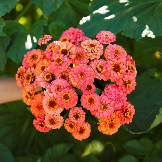 zinnia pumila salmon