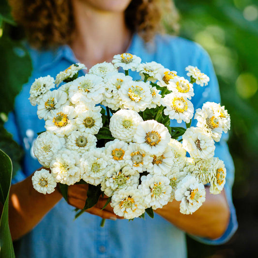 zinnia pumila white