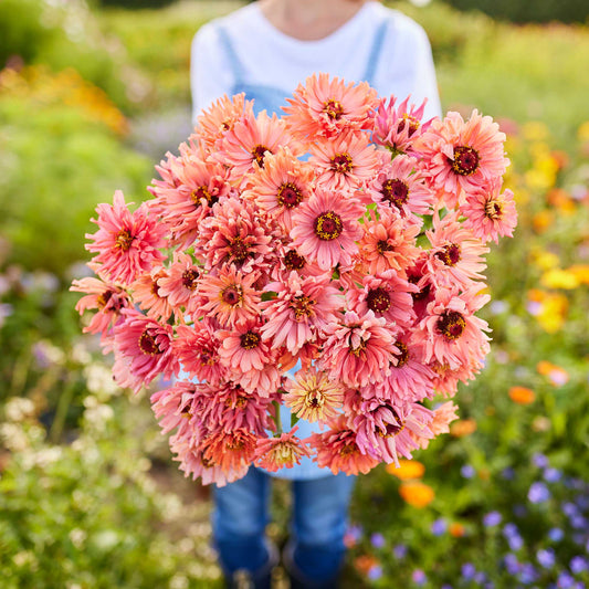 zinnia senorita