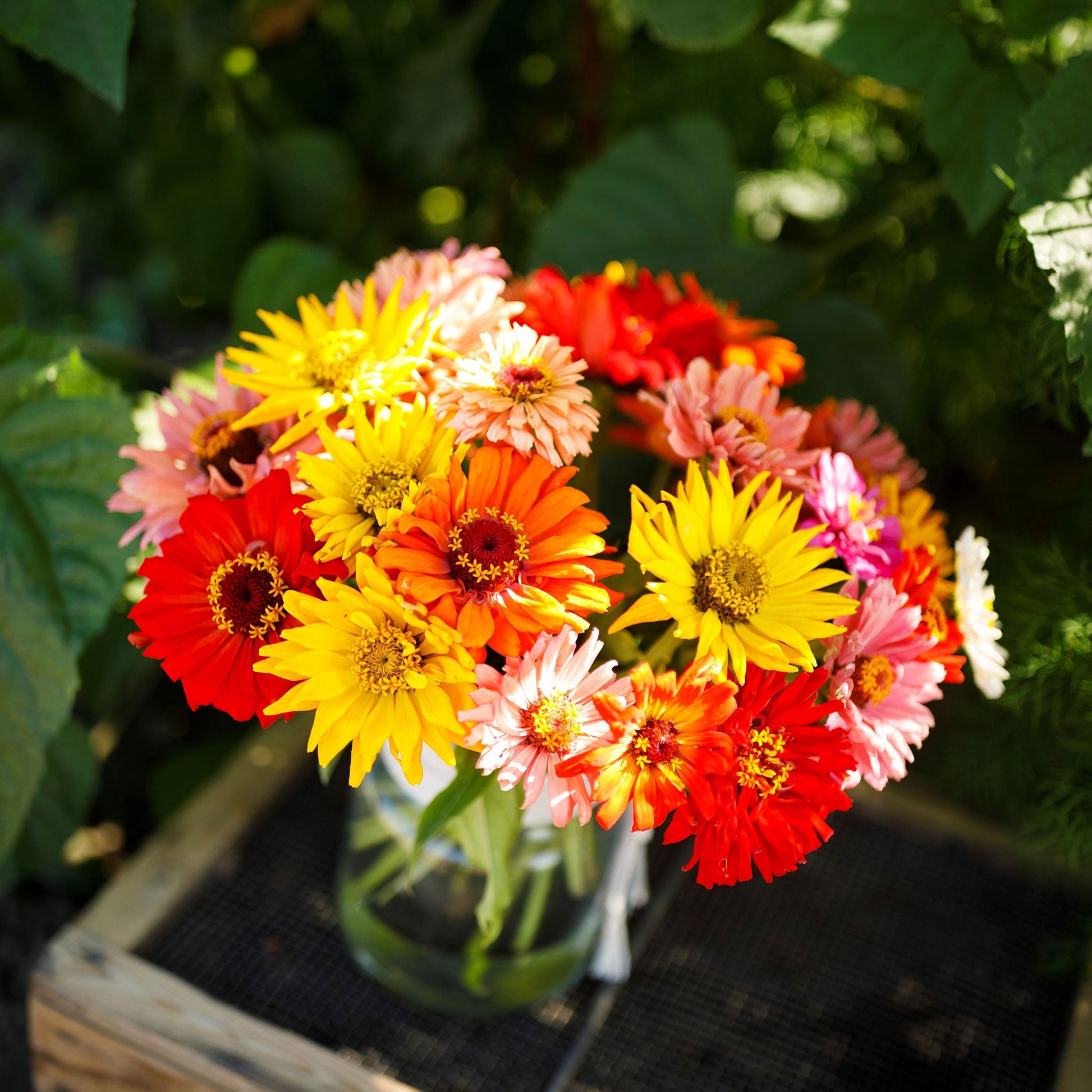 super cactus mix zinnia 